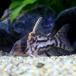 ( тропическая рыба ) один пункт предмет Corydoras * super shuwarutsi Short корпус ( wild )(1 шт )