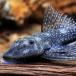 ( тропическая рыба )ti pre ss* Spangle Plecostomus ( wild )(1 шт ) Hokkaido авиапочта необходимо теплоизоляция 
