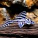 ( тропическая рыба ) imperial Zebra Plecostomus M размер (7~8cm)( местного производства bleed )(1 шт )