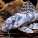 ( тропическая рыба )sing- Broad частота * Tiger Plecostomus L размер ( wild )(1 пара ) Hokkaido авиапочта необходимо теплоизоляция 
