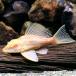 ( тропическая рыба ) один пункт предмет a рубин no собственный .n* Plecostomus Short корпус (1 шт ) Hokkaido авиапочта необходимо теплоизоляция 