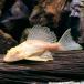 ( тропическая рыба ) один пункт предмет a рубин no собственный .n* Plecostomus Short корпус (1 шт ) Hokkaido авиапочта необходимо теплоизоляция 