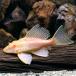 ( тропическая рыба ) один пункт предмет a рубин no собственный .n* Plecostomus Short корпус (1 шт ) Hokkaido авиапочта необходимо теплоизоляция 