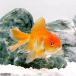 ( местного производства золотая рыбка ) jumbo Голландия (1 шт )