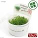 ( водоросли ) организация разведение 1-2-GROW! Glossostigma Toro pika производства ( нет пестициды )(1 cup )