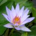 ( biotope ) water lily . obi . water lily ( water lily )( blue ) blue beauty (1 pot )