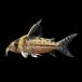 ( тропическая рыба ) один пункт предмет Corydoras ro бустер s( wild ) примерно 9cm(1 пара ) Hokkaido авиапочта необходимо теплоизоляция 
