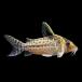 ( тропическая рыба ) один пункт предмет Corydoras ro бустер s( wild ) примерно 9cm(1 пара ) Hokkaido авиапочта необходимо теплоизоляция 