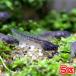 ( земноводные ) японская веслоногая лягушка (Веслоног Шлегеля) otamaja расческа (5 шт ) Hokkaido * Kyushu авиапочта необходимо теплоизоляция 