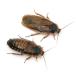 ( raw bait )te. Via ( Argentina moli cockroach ) L size (50 pcs ). bait 