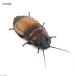 ( insect )madaga Skull cockroach poru tent -sa(1 pcs ) Hokkaido * Kyushu air mail necessary heat insulation 