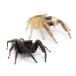 ( insect ) male black fly toligmoWC individual (1 pair ) Hokkaido * Kyushu air mail necessary heat insulation 
