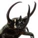 ( насекомое ) Chalcosoma atlas msi(. вид hesperus)mindanao производство взрослое насекомое WD 85~89mm(1 пара )