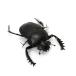 ( насекомое )hi Gigli tamaosikoganeScarabaeus sacer взрослое насекомое WD(1 шт )
