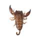 �i�����j���G���}�T�\���@�c�́@�b�a�i�P�C�j �֘A�摜1