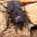 ( насекомое )ti Gris ns Prosopocoilus inclinatus bo Rene o производство взрослое насекомое размер свободный (1 пара )