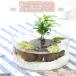 ( medaka )( water plants ) my aquarium ~me Dakar. or sis fresh nes VERSION ~ incidental me Dakar Flat glass instructions attaching breeding set Honshu Shikoku limitation 