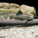 ( тропическая рыба ) платина * Royal Plecostomus S размер ( wild )(1 шт ) Hokkaido авиапочта необходимо теплоизоляция 