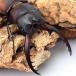 ( насекомое )reni Prosopocoilus inclinatus China Хайнань остров производство взрослое насекомое 55~59mm WF7(1 пара ) Hokkaido * Kyushu авиапочта необходимо теплоизоляция 