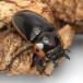 ( насекомое )( женский одиночный товар )fa brees Prosopocoilus inclinatus (. вид takakwai)tali Abu остров производство размер свободный (1 шт ) Hokkaido * Kyushu авиапочта необходимо теплоизоляция 