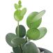 ( decorative plant ) green drum 3.5 number (1 pot )