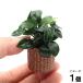 ( водоросли ) Anubias nana маленький жизнь мульти- ( чай )( водный лист )(1 шт )