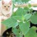 ( декоративное растение ) трава рассада котовник кошачий common 3 номер (1 pot ) кошка . огород 