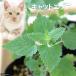 ( decorative plant ) herb seedling catnip common 3 number (1 pot ) cat . kitchen garden 