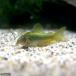 ( тропическая рыба ) Corydoras * подсветка -tas зеленый ( bleed )(1 шт ) Hokkaido авиапочта необходимо теплоизоляция 