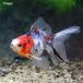 ( domestic production goldfish )kya Rico Ryuukin (1 pcs )