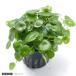 ( водоросли ) Mini гриб ( Toro pika pot )( подводный лист )( нет пестициды )(3 pot минут )