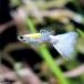 ( тропическая рыба ) платина american белый * Guppy ( местного производства Guppy )(1 пара ) Hokkaido авиапочта необходимо теплоизоляция 