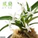 ( fields and mountains grass )fu Ran ( manner orchid ). kind series 2.5~3 number (1 pot )