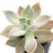 ( декоративное растение )g Rapala leaf рассада 2.5 номер (1 pot ) PVP огород 