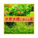 �����p���i�@�Ϗ܋��p���a��@�j�`�h�E�@�O���[���e�S�[���h���L�b�h�@�Q�T�O�����@����P�O�`�P�S���ԁ@�����@�������a �֘A�摜4