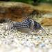 ( тропическая рыба ) Corydoras *agasiji. тянуть s( wild )(1 шт ) Hokkaido * Kyushu авиапочта необходимо теплоизоляция 