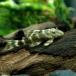( тропическая рыба ) Tiger Plecostomus ( wild )(1 шт ) Hokkaido авиапочта необходимо теплоизоляция 