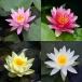 ( биотоп ) водяная лилия температура obi . водяная лилия ( водяная лилия ) цвет указание нет (1 pot ) товар вид * вид случайный 