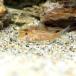( тропическая рыба ) Corydoras * bar балка tas золотой ( bleed )(1 шт ) Hokkaido * Kyushu авиапочта необходимо теплоизоляция 