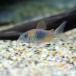 ( тропическая рыба ) Corydoras *benezela orange (3 шт ) Hokkaido авиапочта необходимо теплоизоляция 