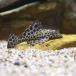 ( тропическая рыба ) собственный .n* Plecostomus ( bleed )(3 шт ) Hokkaido * Kyushu авиапочта необходимо теплоизоляция 