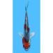 ( цветной карп )..|kjakni type goi8~13cm(1 шт )