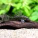 ( тропическая рыба )hipo* Plecostomus ( bleed )(1 шт ) Hokkaido * Kyushu авиапочта необходимо теплоизоляция 