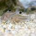 ( тропическая рыба ) Corydoras * Jeury - Colombia ( wild )(1 шт ) Hokkaido * Kyushu авиапочта необходимо теплоизоляция 