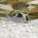 ( тропическая рыба ) Corydoras * балка gesi-( wild )(1 шт ) Hokkaido авиапочта необходимо теплоизоляция 