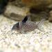 ( тропическая рыба ) Corydoras *agasiji. Colombia ( wild )(1 шт ) Hokkaido * Kyushu авиапочта необходимо теплоизоляция 