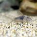 ( тропическая рыба ) Corydoras *sep палатка rio Naris ( bleed )(1 шт ) Hokkaido * Kyushu авиапочта необходимо теплоизоляция 