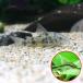 ( тропическая рыба ) Corydoras *pa редкость tas(5 шт )+oto раковина rus(3 шт ) Hokkaido * Kyushu авиапочта необходимо теплоизоляция 