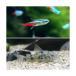 ( тропическая рыба ) neon Tetra (10 шт ) + Corydoras *pa редкость tas(1 шт ) Hokkaido * Kyushu авиапочта необходимо теплоизоляция 
