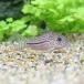 ( тропическая рыба ) Corydoras * Jeury - тянуть s( wild )(1 шт ) Hokkaido * Kyushu авиапочта необходимо теплоизоляция 